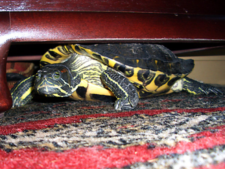 猫、チンチラ・来夢、来喜、ミドリガメ・マックス、コロタン