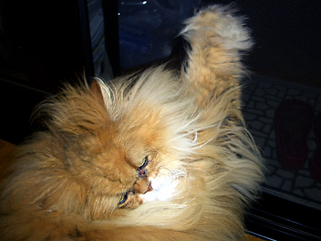 猫、チンチラ・来夢、来喜、ミドリガメ・マックス、コロタン