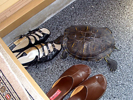 猫、チンチラ・来夢、来喜、ミドリガメ・マックス、コロタン