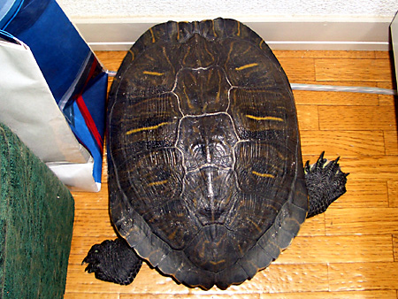 猫、チンチラ・来夢、来喜、ミドリガメ・マックス、コロタン