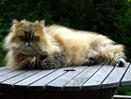 猫、チンチラ・来夢、来喜、ミドリガメ・マックス、コロタン