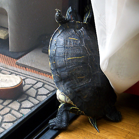 猫, チンチラ・ゴールデン, 来夢, 来喜