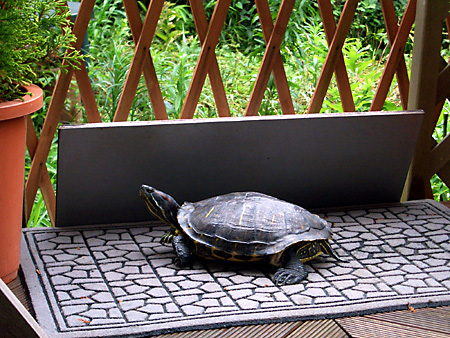 猫、チンチラ・来夢、来喜、ミドリガメ・マックス、コロタン