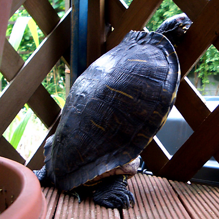 猫, チンチラ・ゴールデン, 来夢, 来喜