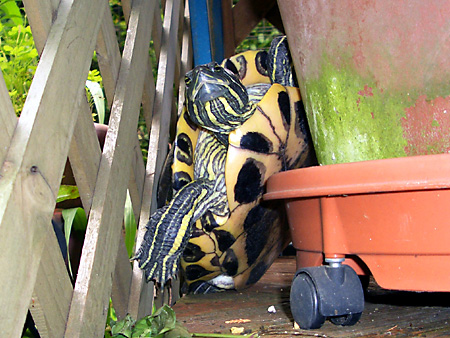 猫、チンチラ・来夢、来喜、ミドリガメ・マックス、コロタン