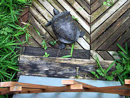 猫、チンチラ・来夢、来喜、ミドリガメ・マックス、コロタン