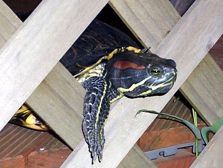 猫、チンチラ・来夢、来喜、ミドリガメ・マックス、コロタン