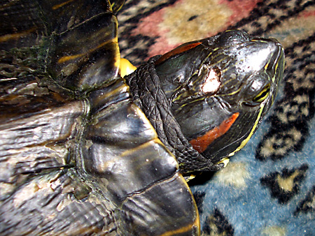 猫、チンチラ・来夢、来喜、ミドリガメ・マックス、コロタン