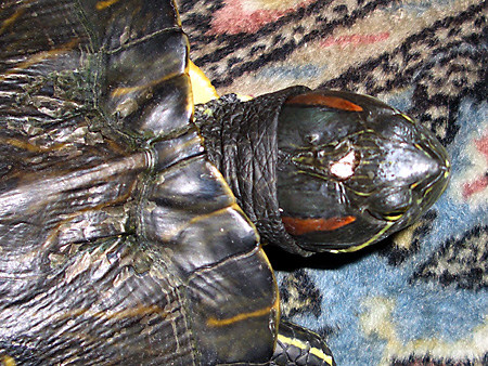 猫、チンチラ・来夢、来喜、ミドリガメ・マックス、コロタン