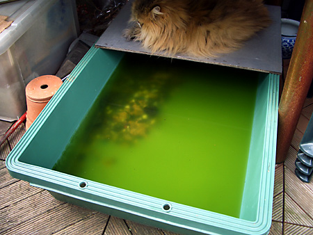 猫、チンチラ・来夢、来喜、ミドリガメ・マックス、コロタン