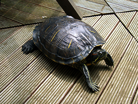 猫、チンチラ・来夢、来喜、ミドリガメ・マックス、コロタン