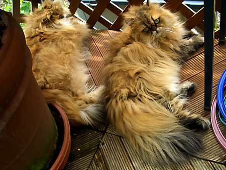 猫、チンチラ・来夢、来喜、ミドリガメ・マックス、コロタン