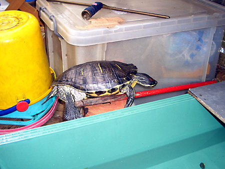 猫、チンチラ・来夢、来喜、ミドリガメ・マックス、コロタン