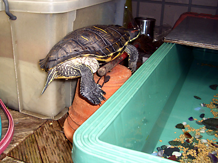 猫、チンチラ・来夢、来喜、ミドリガメ・マックス、コロタン