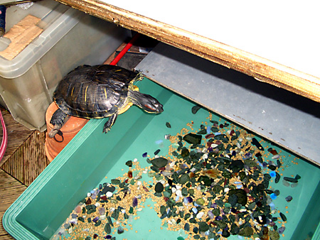 猫、チンチラ・来夢、来喜、ミドリガメ・マックス、コロタン