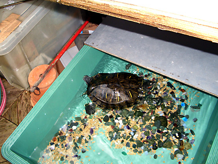 猫、チンチラ・来夢、来喜、ミドリガメ・マックス、コロタン