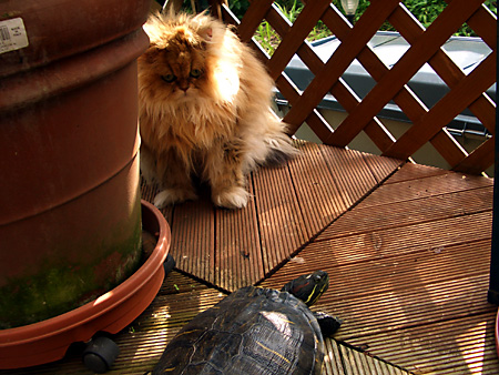 猫、チンチラ・来夢、来喜、ミドリガメ・マックス、コロタン