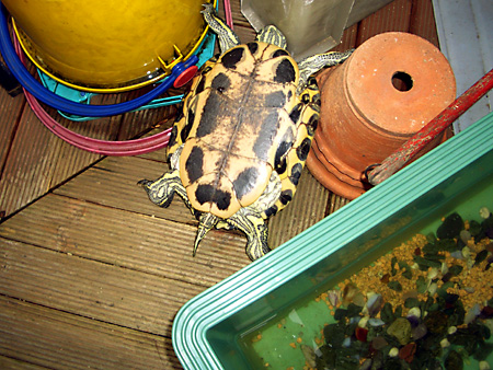 猫、チンチラ・来夢、来喜、ミドリガメ・マックス、コロタン