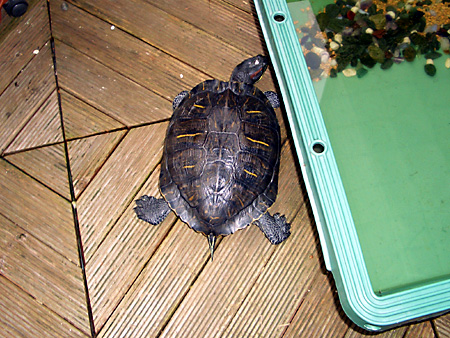 猫、チンチラ・来夢、来喜、ミドリガメ・マックス、コロタン