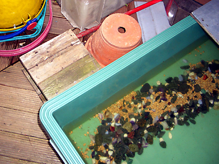 猫、チンチラ・来夢、来喜、ミドリガメ・マックス、コロタン