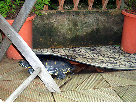 猫、チンチラ・来夢、来喜、ミドリガメ・マックス、コロタン