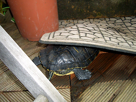 猫、チンチラ・来夢、来喜、ミドリガメ・マックス、コロタン