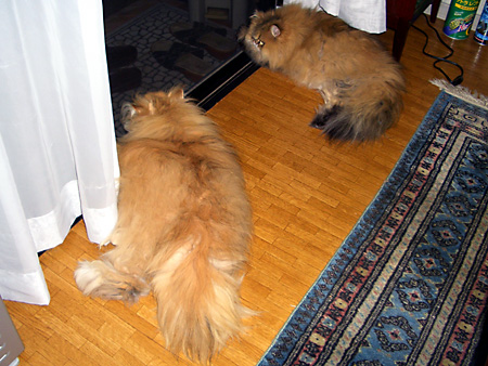 猫、チンチラ・来夢、来喜、ミドリガメ・マックス、コロタン