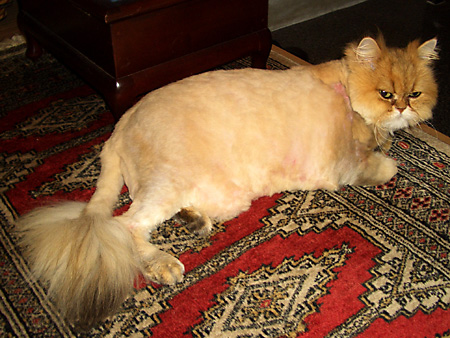 猫、チンチラ・来夢、来喜、ミドリガメ・マックス、コロタン