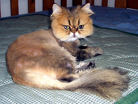 猫、チンチラ・来夢、来喜、ミドリガメ・マックス、コロタン