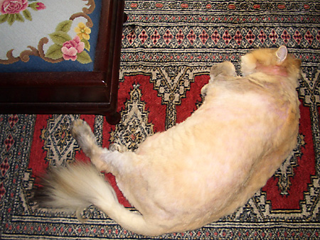 猫、チンチラ・来夢、来喜、ミドリガメ・マックス、コロタン