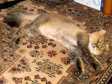 猫、チンチラ・来夢、来喜、ミドリガメ・マックス、コロタン