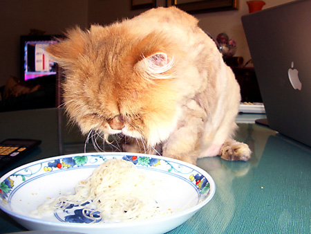 猫、チンチラ・来夢、来喜、ミドリガメ・マックス、コロタン