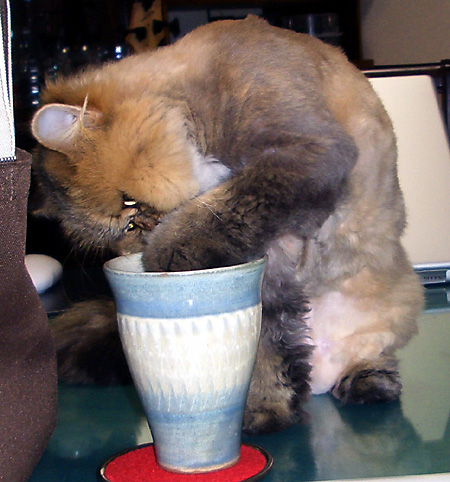 猫, チンチラ・ゴールデン, 来夢, 来喜