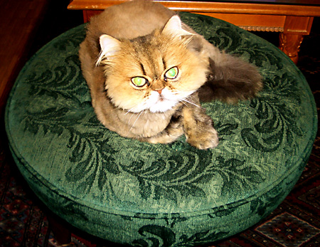 猫, チンチラ・ゴールデン, 来夢, 来喜