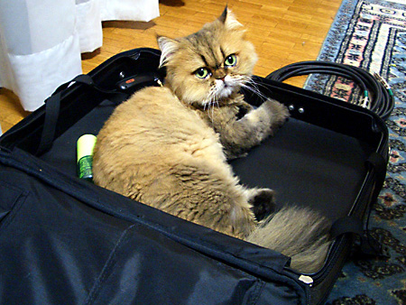 猫、チンチラ・来夢、来喜、ミドリガメ・マックス、コロタン