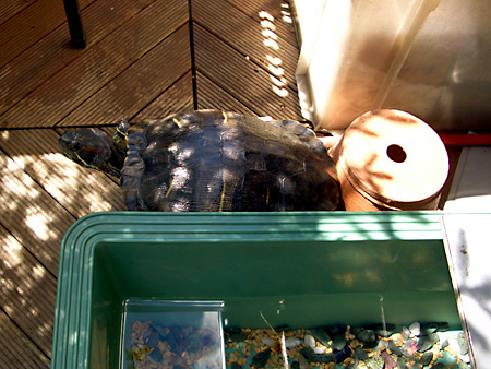 猫、チンチラ・来夢、来喜、ミドリガメ・マックス、コロタン