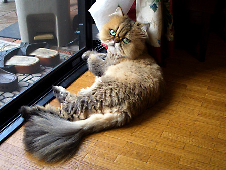 猫、チンチラ・来夢、来喜、ミドリガメ・マックス、コロタン