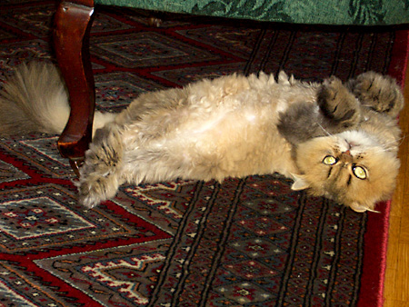 猫、チンチラ・来夢、来喜、ミドリガメ・マックス、コロタン