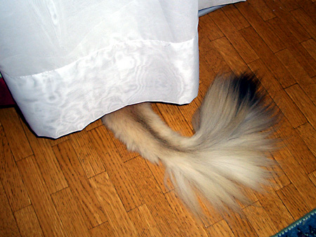 猫、チンチラ・来夢、来喜、ミドリガメ・マックス、コロタン