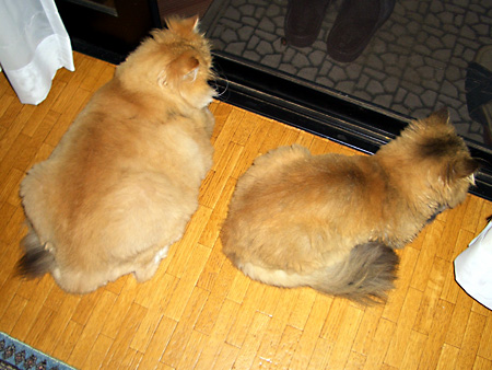 猫、チンチラ・来夢、来喜、ミドリガメ・マックス、コロタン