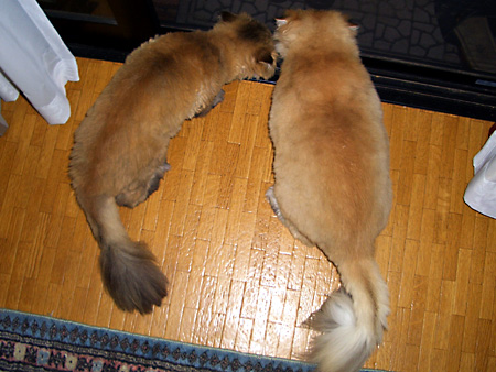 猫、チンチラ・来夢、来喜、ミドリガメ・マックス、コロタン