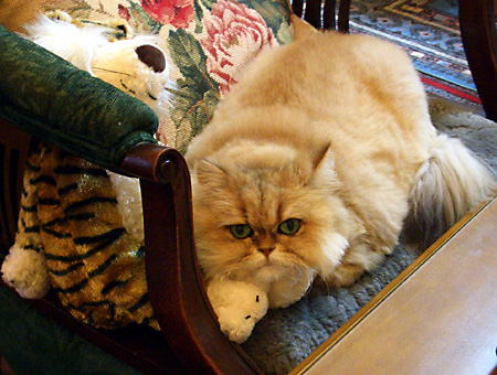 猫, チンチラ・ゴールデン, 来夢, 来喜