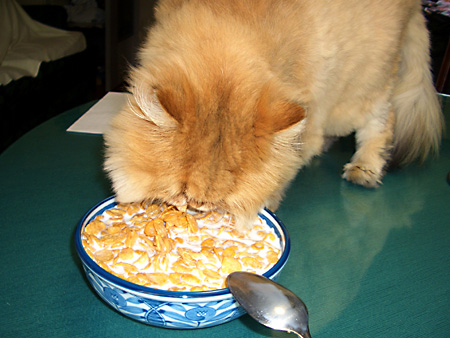 猫、チンチラ・来夢、来喜、ミドリガメ・マックス、コロタン