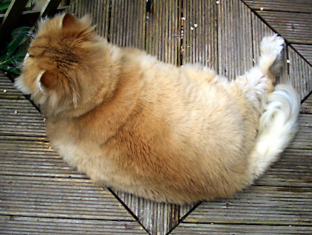 猫、チンチラ・来夢、来喜、ミドリガメ・マックス、コロタン