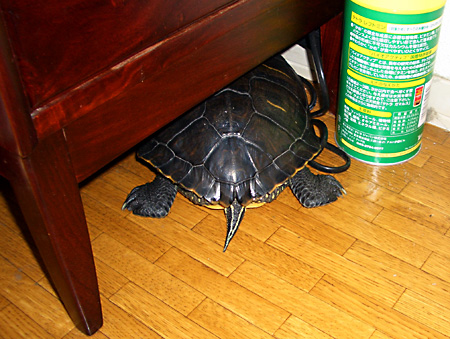 猫, チンチラ・ゴールデン, 来夢, 来喜