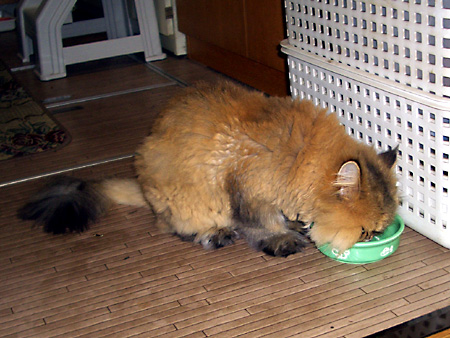 猫、チンチラ・来夢、来喜、ミドリガメ・マックス、コロタン