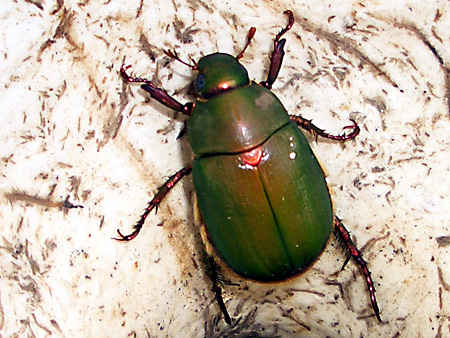 猫、チンチラ・来夢、来喜、ミドリガメ・マックス、コロタン