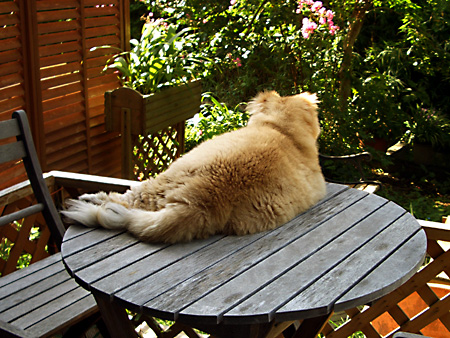 猫、チンチラ・来夢、来喜、ミドリガメ・マックス、コロタン