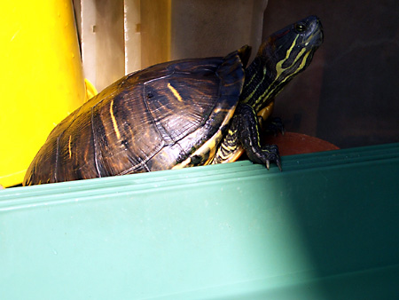 猫、チンチラ・来夢、来喜、ミドリガメ・マックス、コロタン