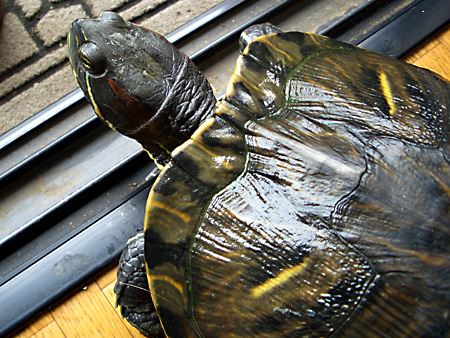 猫、チンチラ・来夢、来喜、ミドリガメ・マックス、コロタン